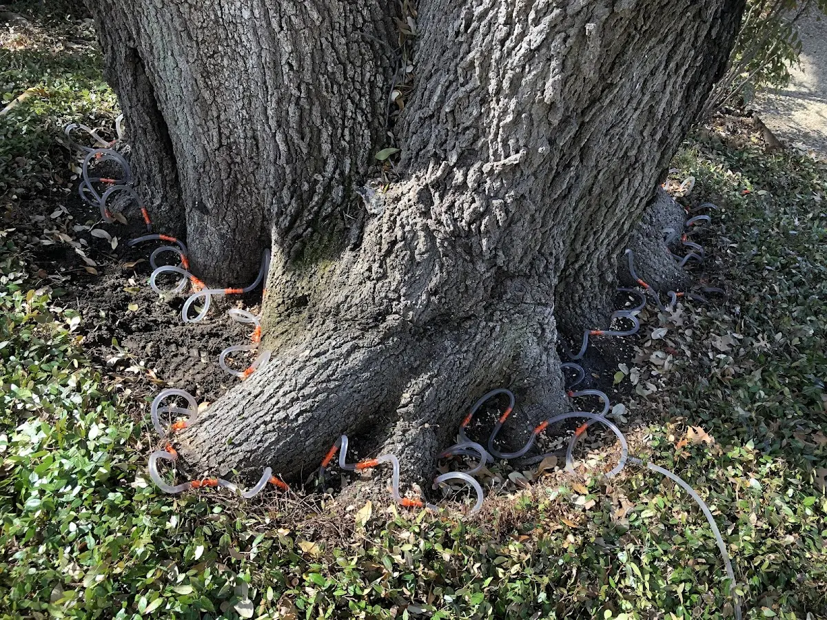 Detailed Tree Cabling and Bracing job site in Lost Nation