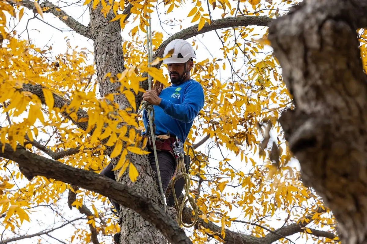 Skilled Tree Trimming crew working in Lost Nation