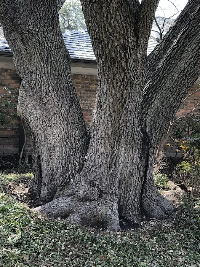 Mature heritage tree close to a Lost Nation property cared for by certified arborists